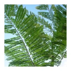 Jacaranda Mimosifolia EJEMPLAR -Jardín Y Exteriores jacaranda mimosifolia 2