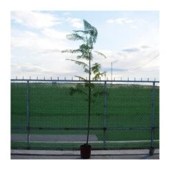 Jacaranda Mimosifolia EJEMPLAR -Jardín Y Exteriores jacaranda mimosifolia 3