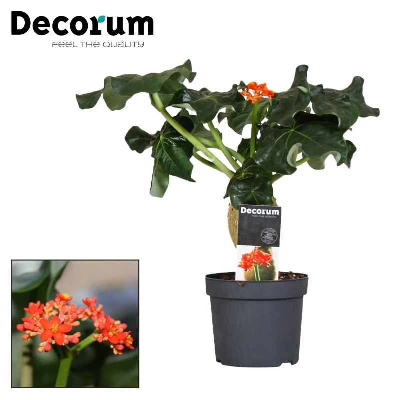 Jatropha Podagrica 1 Jatropha Podagrica