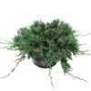 Juniperus Horizontalis Wiltonii