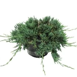 Juniperus Horizontalis Wiltonii