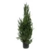 Juniperus Virginiana Helle