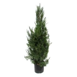 Juniperus Virginiana Helle