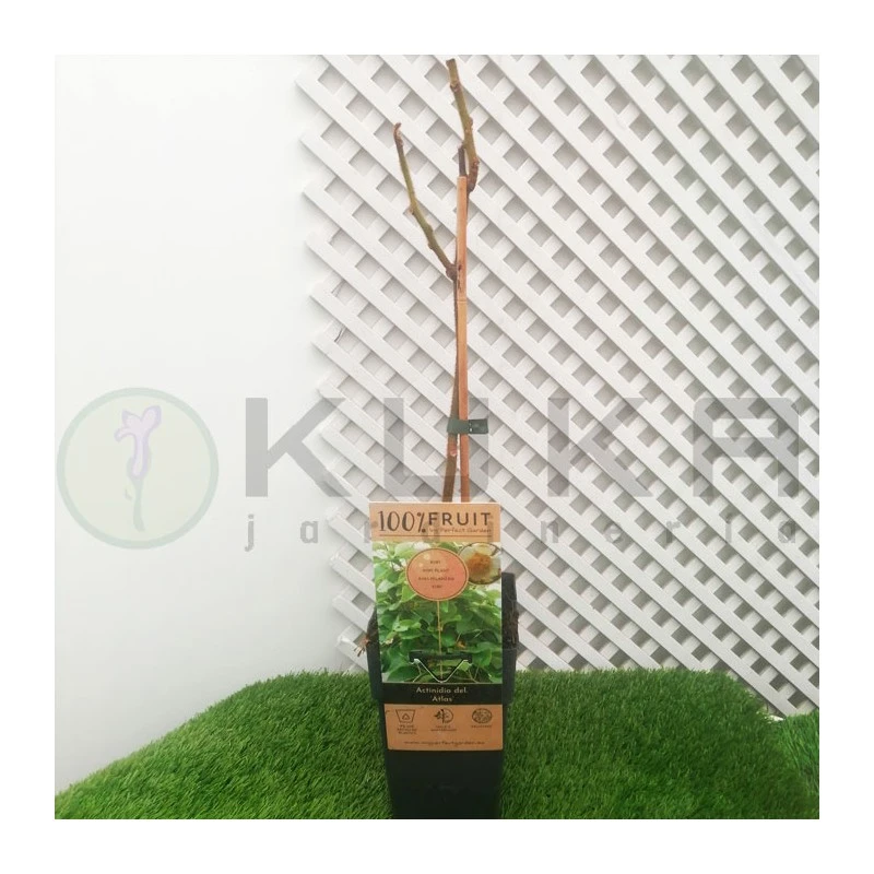 Kiwi Chinensis Atlas Macho 2 Kiwi Chinensis Atlas Macho - Imagen 2