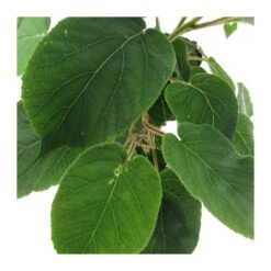 Kiwi Tomuri P1 Macho 3 Kiwi Tomuri P1 Macho -Jardín Y Exteriores kiwi tomuri p1 macho 1