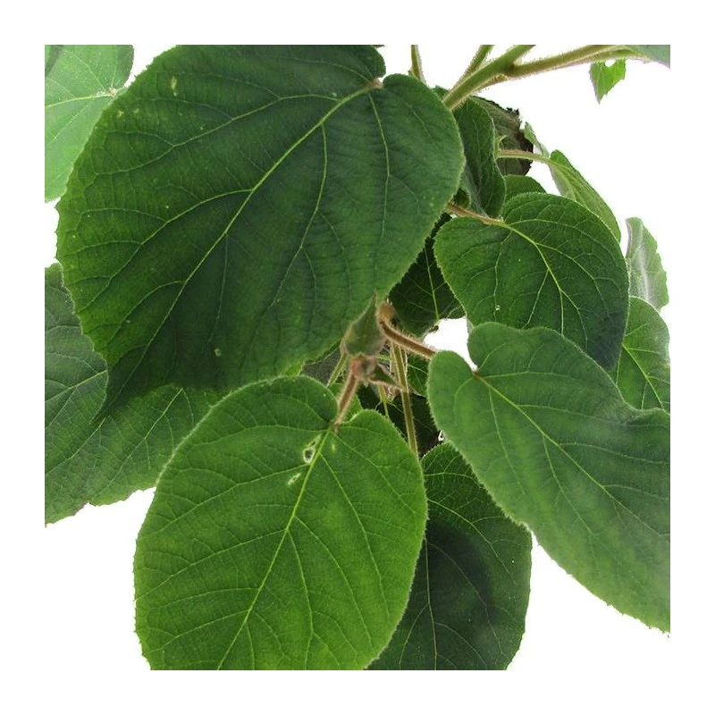 Kiwi Tomuri P1 Macho 2 Kiwi Tomuri P1 Macho - Imagen 2