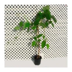 Kiwiño Arguta Bayern