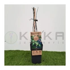 Kiwiño Argusta Issai -Jardín Y Exteriores kiwino argusta issai 2