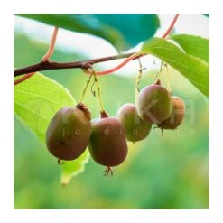 Kiwiño Argusta Issai