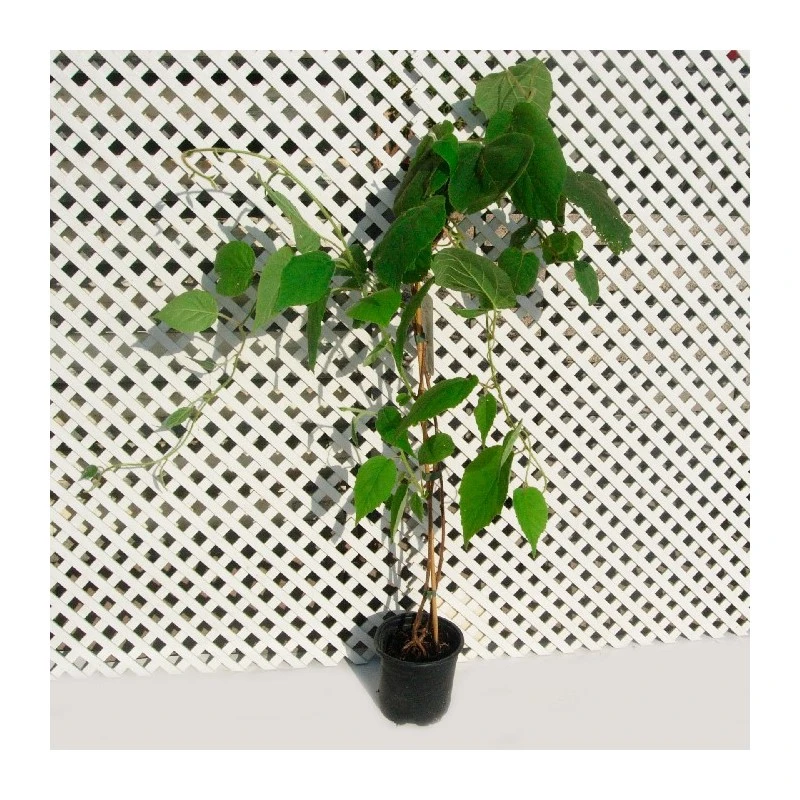 Kiwiño Arguta Weiki 1 Kiwiño Arguta Weiki