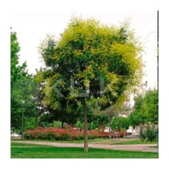 Koleuteria Paniculata -Jardín Y Exteriores koelreuterias paniculata 1