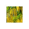 Laburnum Anagiroides