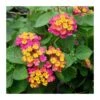 Lantana Camara Rosa-naranja