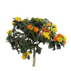 Lantana Camara Rosa-naranja -Jardín Y Exteriores lantana camara 3