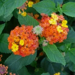 Lantana Camara Rosa-naranja -Jardín Y Exteriores lantana camara 4