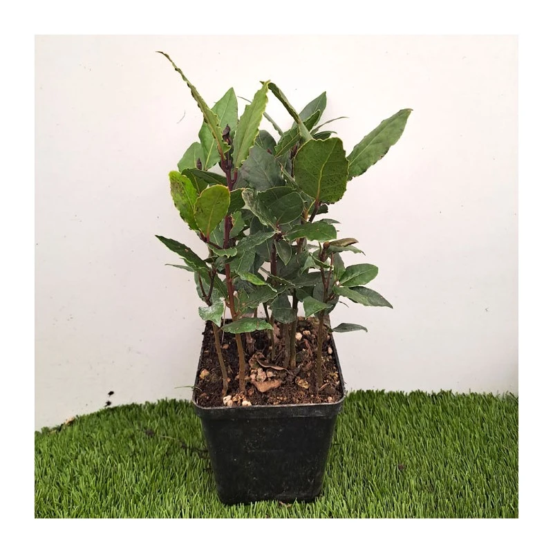 Laurel 2 Laurel - Imagen 2