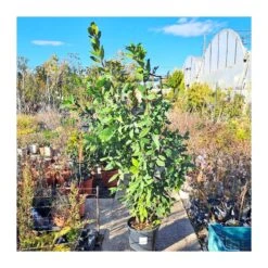 Laurel 6 Laurel -Jardín Y Exteriores laurel 2