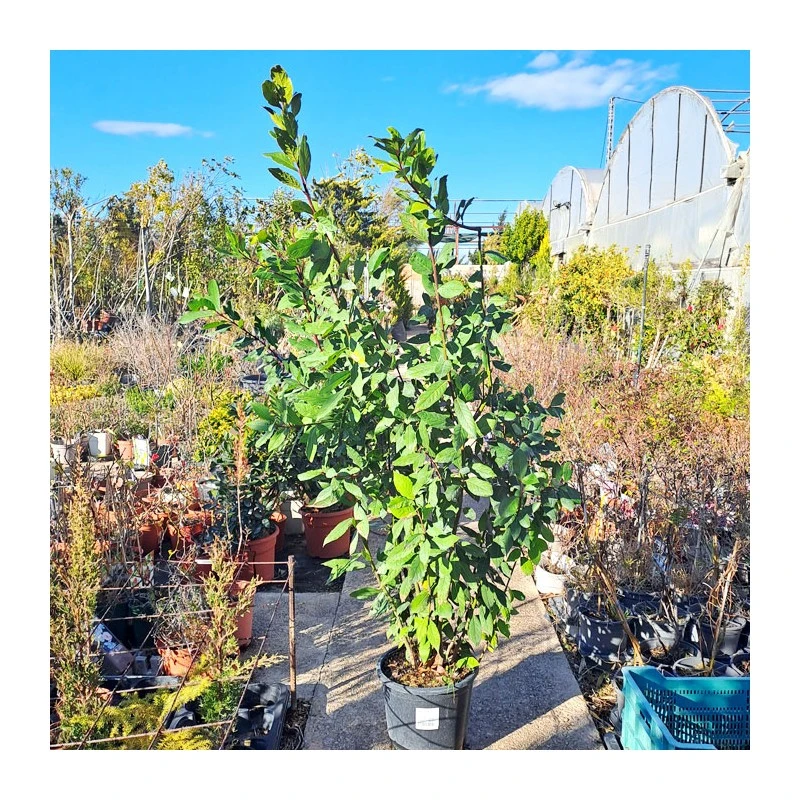 Laurel 3 Laurel - Imagen 3