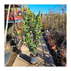 Laurel 7 Laurel -Jardín Y Exteriores laurel 3