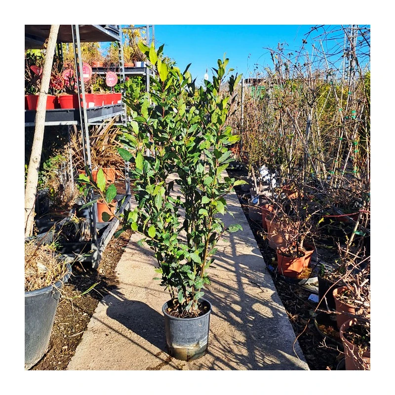 Laurel 4 Laurel - Imagen 4