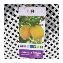 Limonero EJEMPLAR 4 Limonero EJEMPLAR -Jardín Y Exteriores limonero 1