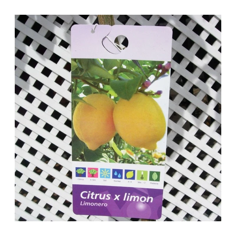 Limonero EJEMPLAR 2 Limonero EJEMPLAR - Imagen 2