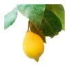 Limonero EJEMPLAR