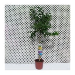 Limonero Verna -Jardín Y Exteriores limonero 4