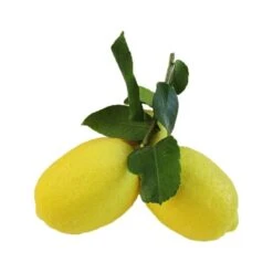 Limonero Verna -Jardín Y Exteriores limonero 5