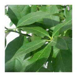 Limonero Verna -Jardín Y Exteriores limonero 7