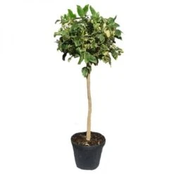 Limonero Variegata -Jardín Y Exteriores limonero variegata 1