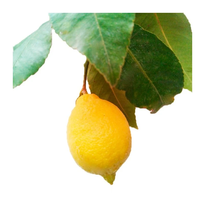 Limonero EJEMPLAR 1 Limonero EJEMPLAR