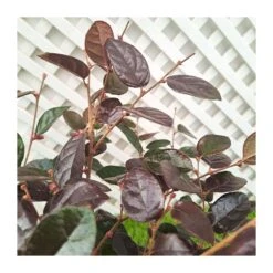 Loropetalum Chinensis Fire Dance 5 Loropetalum Chinensis Fire Dance -Jardín Y Exteriores loropetalum chinensis fire dance 2