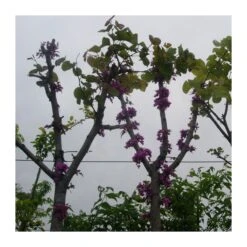 Lyla Blanca -Jardín Y Exteriores lyla 2