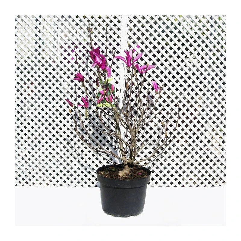 Magnolia Susan 2 Magnolia Susan - Imagen 2