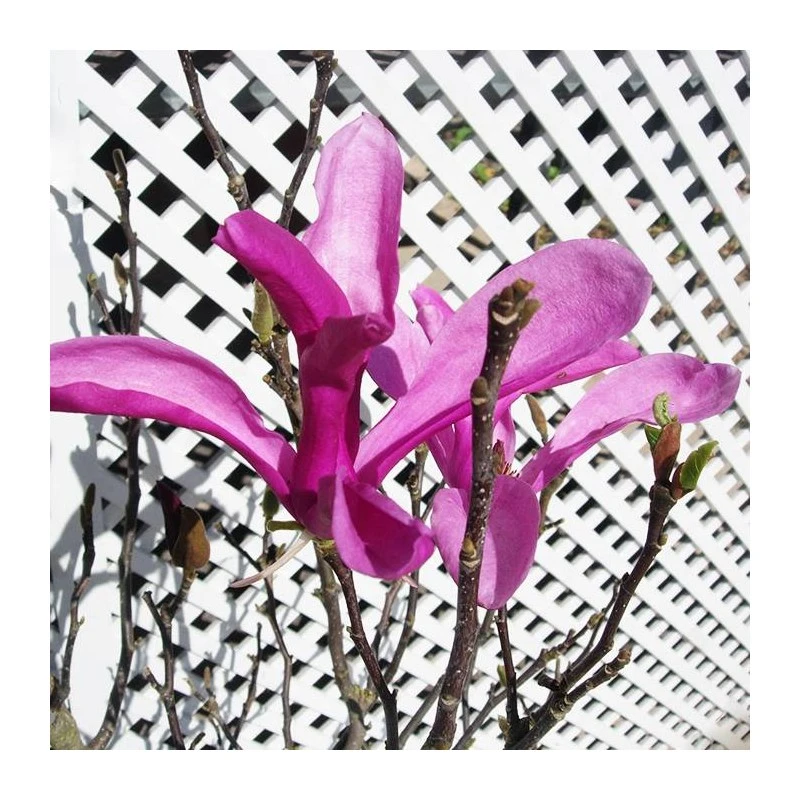 Magnolia Susan 3 Magnolia Susan - Imagen 3