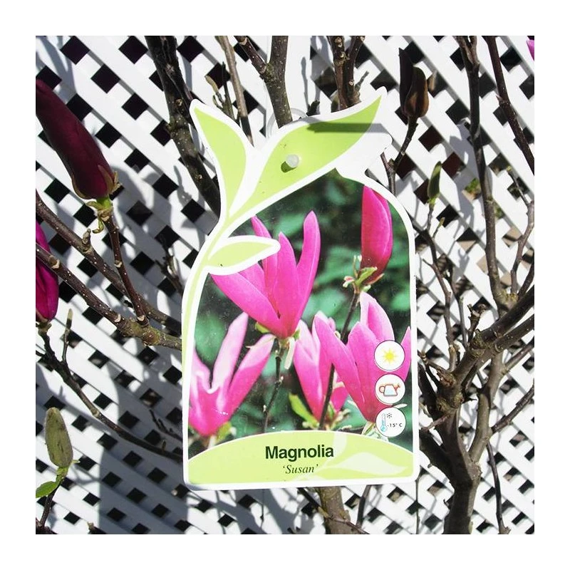 Magnolia Susan 1 Magnolia Susan