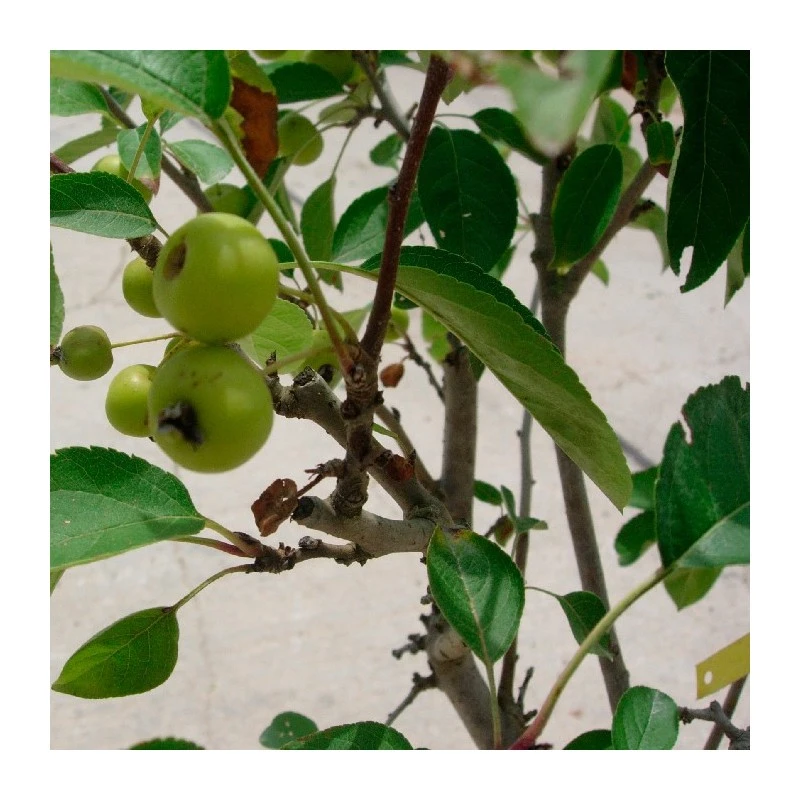 Malus Everest 2 Malus Everest - Imagen 2