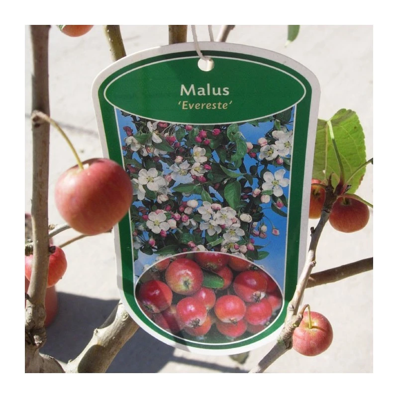 Malus Everest 3 Malus Everest - Imagen 3