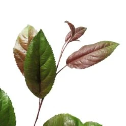 Manzano Silvestre Japones. Malus Profusion -Jardín Y Exteriores malus profusion 2