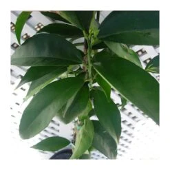 Mandarino Clemenules -Jardín Y Exteriores mandarino clemenules 2