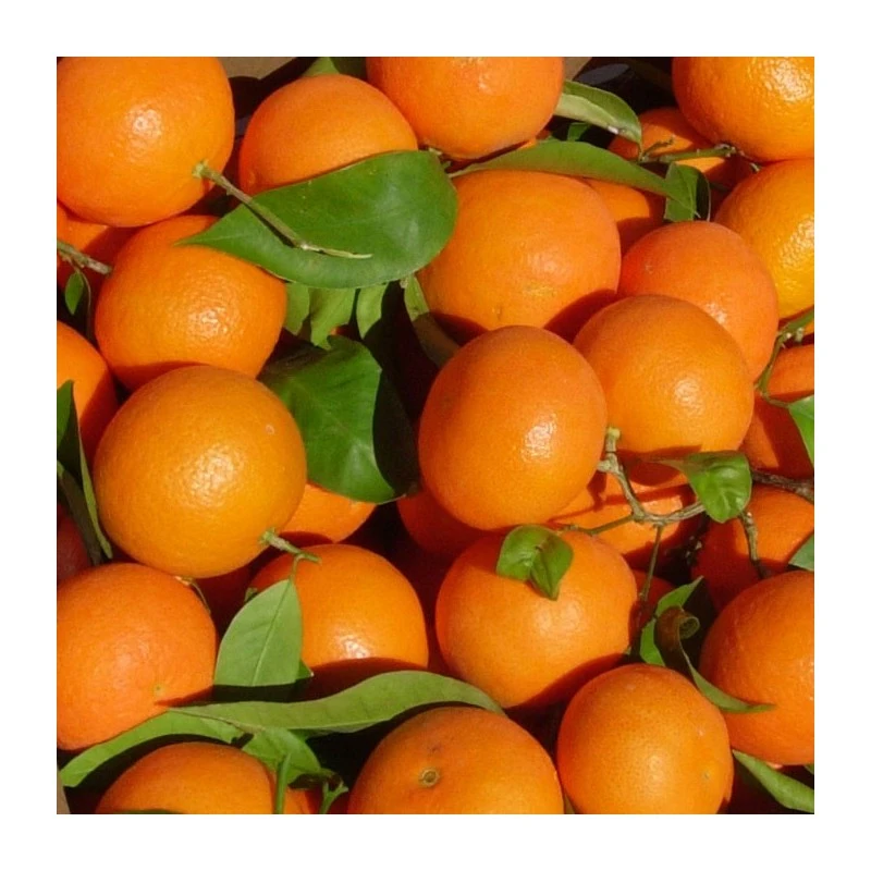 Mandarino Clemenvilla 1 Mandarino Clemenvilla