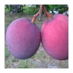 Mango Tommy Atkins -Jardín Y Exteriores mango tommy atkins 2