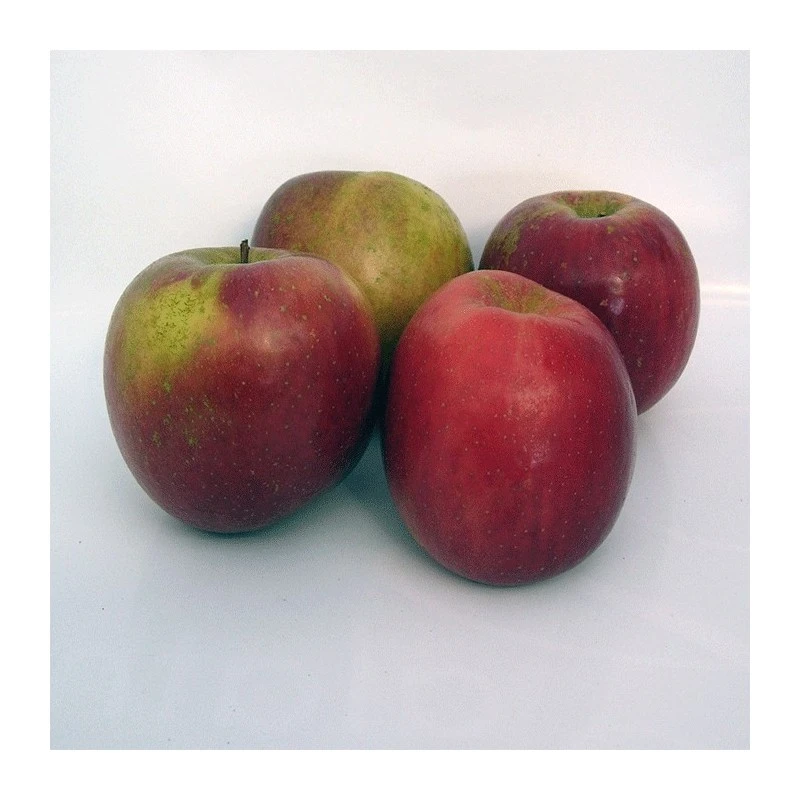 Manzano Red Fuji 1 Manzano Red Fuji