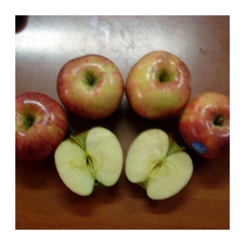 Manzano Royal Gala 3 Manzano Royal Gala - Imagen 3