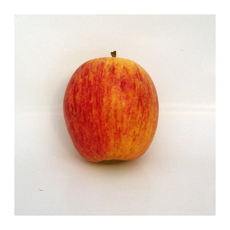 Manzano Royal Gala 1 Manzano Royal Gala