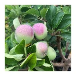 Manzano Verde Doncella -Jardín Y Exteriores manzano verde doncella 2