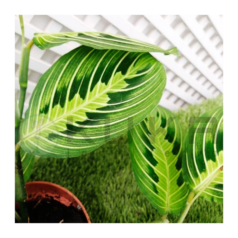 Maranta Leuconera Lemon 2 Maranta Leuconera Lemon - Imagen 2