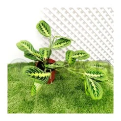 Maranta Leuconera Lemon