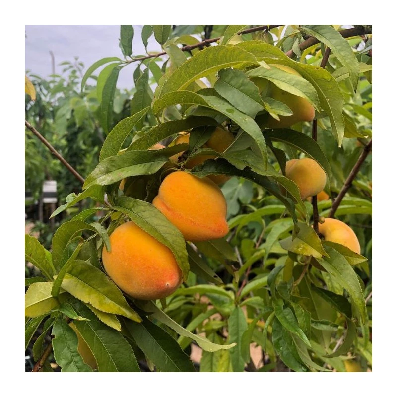 Melocoton Baby Gold 2 Melocoton Baby Gold - Imagen 2